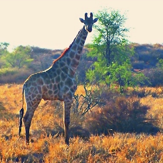 "Namibia Ecotourism and Wildlife"