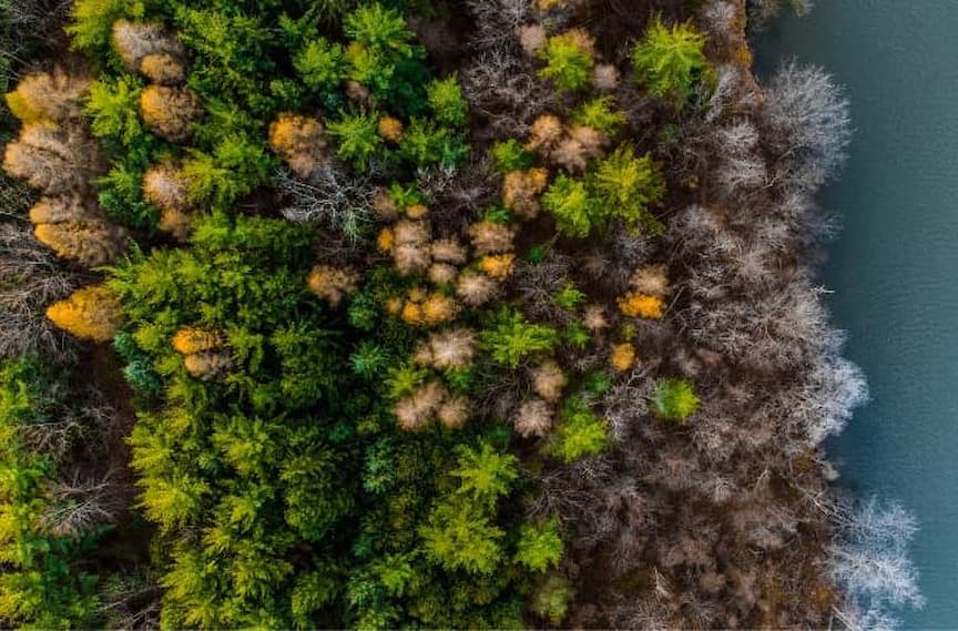 The Four Seasons in the Forest