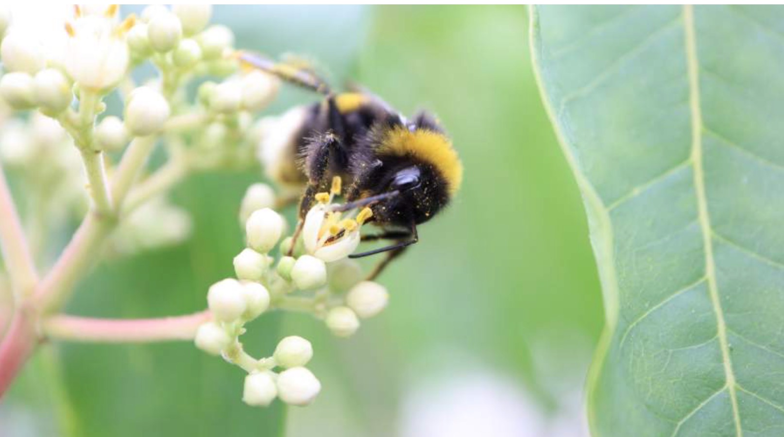 "Förderung der Biodiversität"