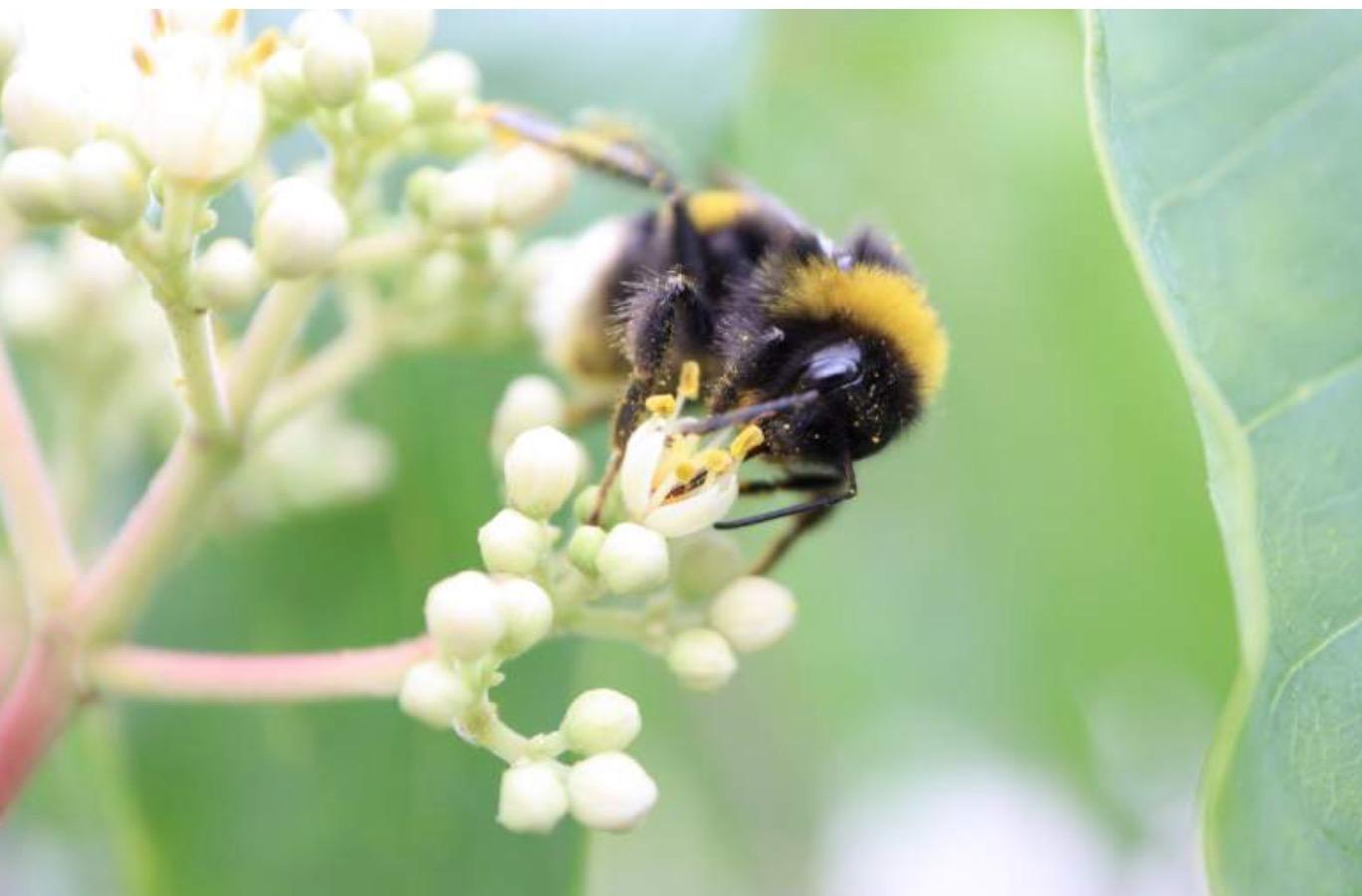 Biodiversität & Artenvielfalt Fördern